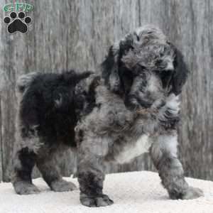 ROMEO, Standard Poodle Puppy