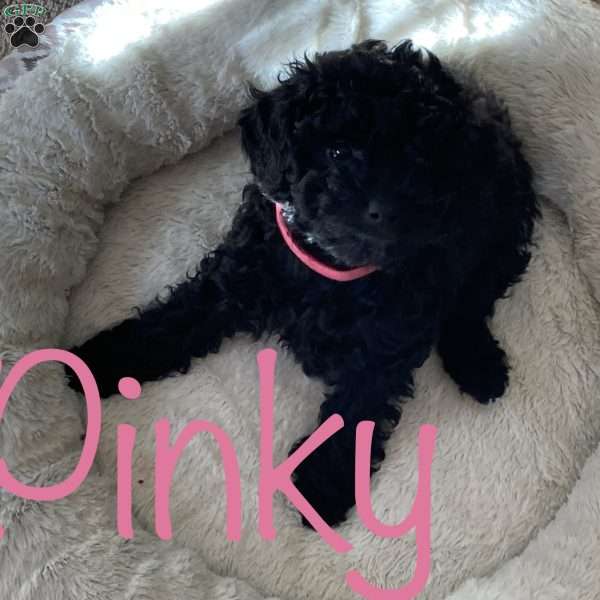 Pinky, Miniature Poodle Puppy