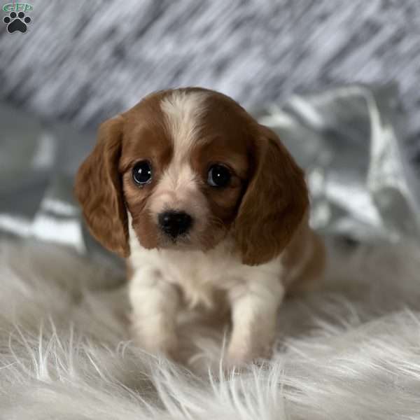 Toby, Cavalier King Charles Mix Puppy
