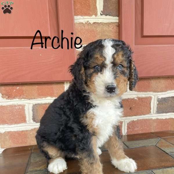 Archie, Bernedoodle Puppy