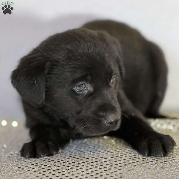 Bandit, Black Labrador Retriever Puppy