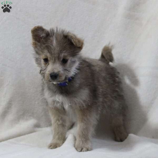 Eddie, Miniature Poodle Mix Puppy