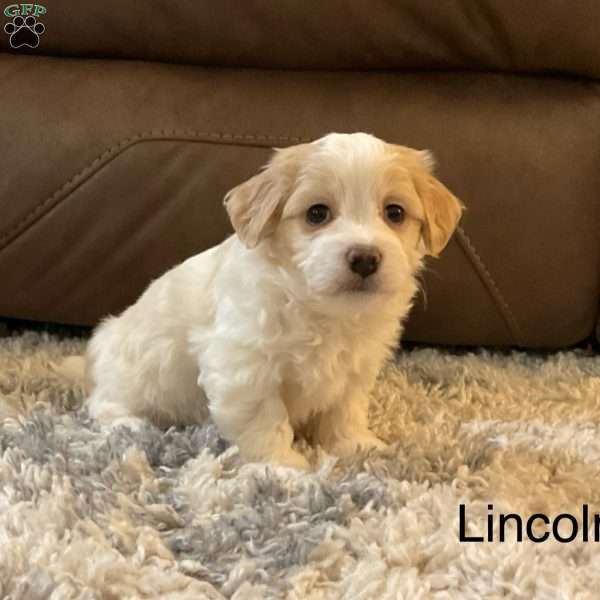 Lincoln, Havanese Puppy