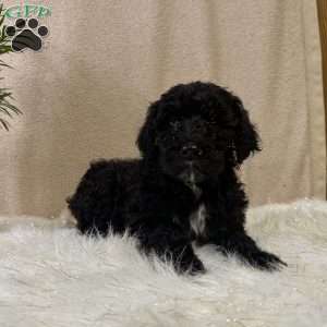 Portuguese Water Dog Puppies for Sale | Greenfield Puppies