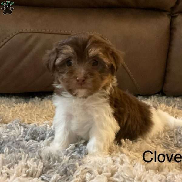 Clover, Havanese Puppy