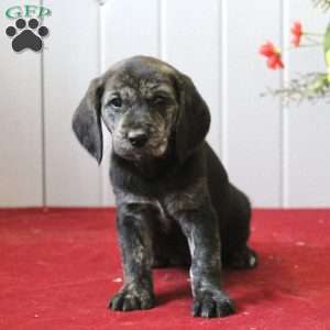 Samuel King - Dog Breeder - Greenfield Puppies