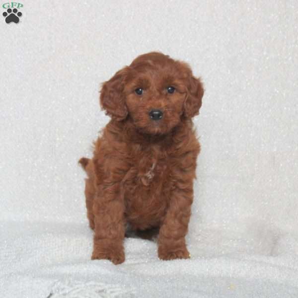 Abbie, Mini Goldendoodle Puppy