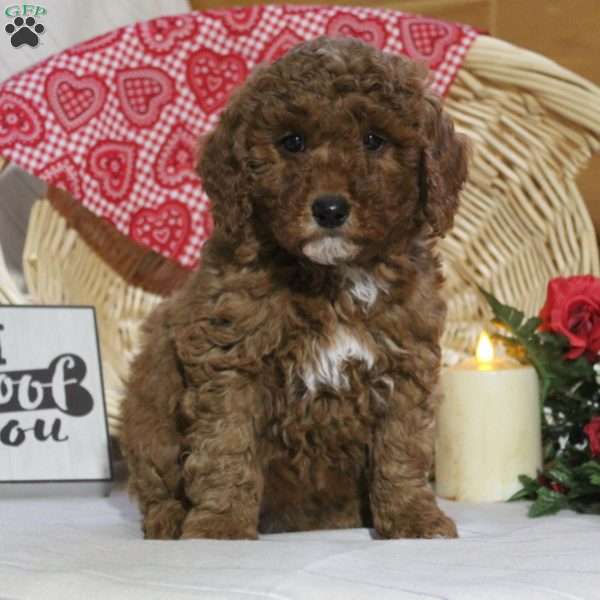 Abby, Mini Goldendoodle Puppy