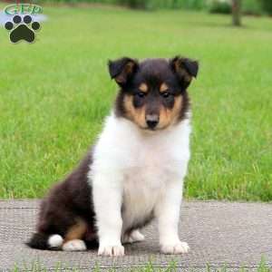 Collie Puppies For Sale - Greenfield Puppies