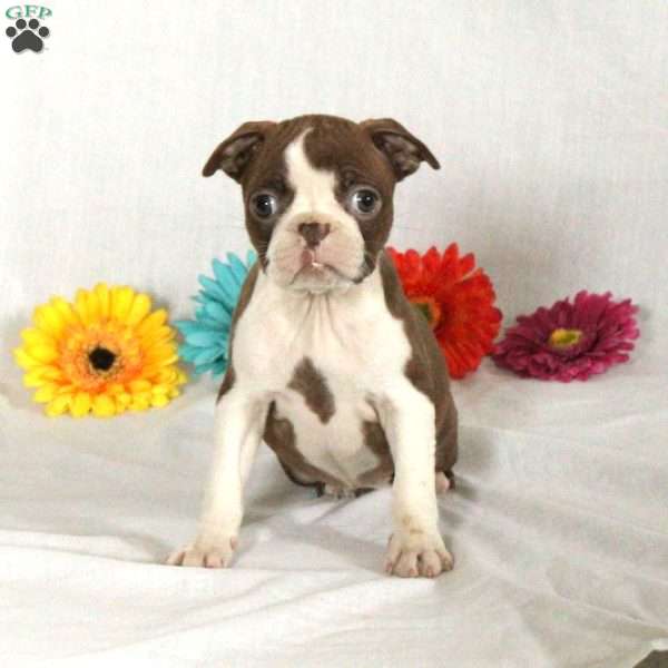 Alice, Boston Terrier Puppy