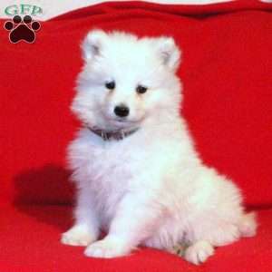 Amber, Samoyed Puppy