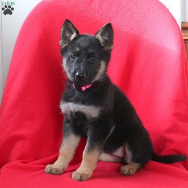 Amy, German Shepherd Puppy