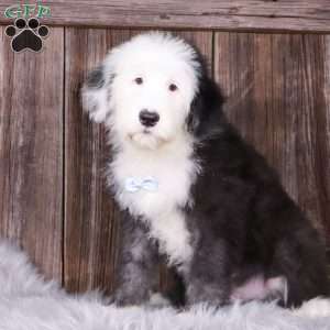 Asher, Sheepadoodle Puppy