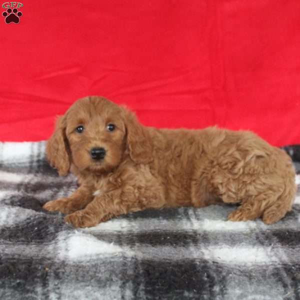 Austin, Mini Goldendoodle Puppy