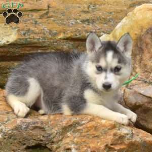 Ava, Siberian Husky Puppy