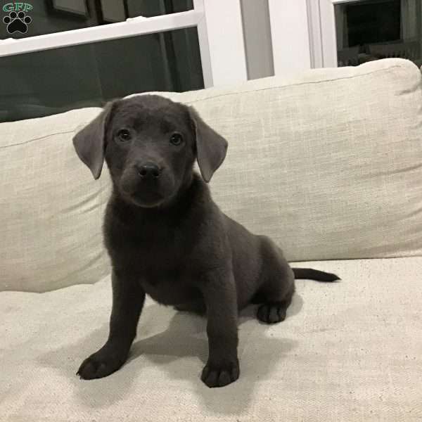 Sasha, Charcoal Labrador Retriever Puppy