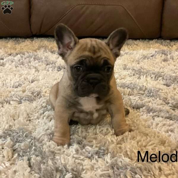 Melody, French Bulldog Puppy