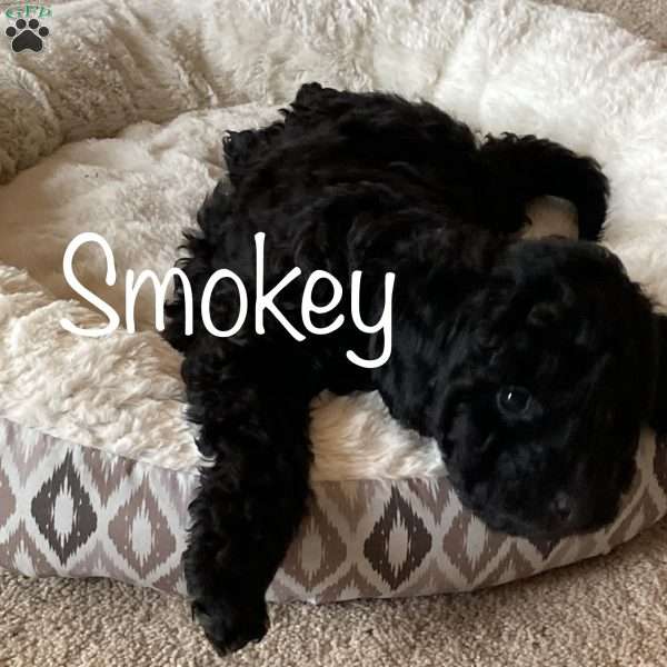 Smokey, Miniature Poodle Puppy