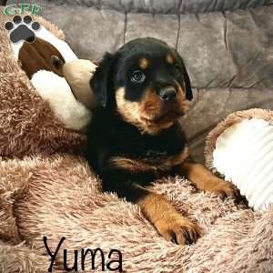 a Rottweiler puppy named Yuma