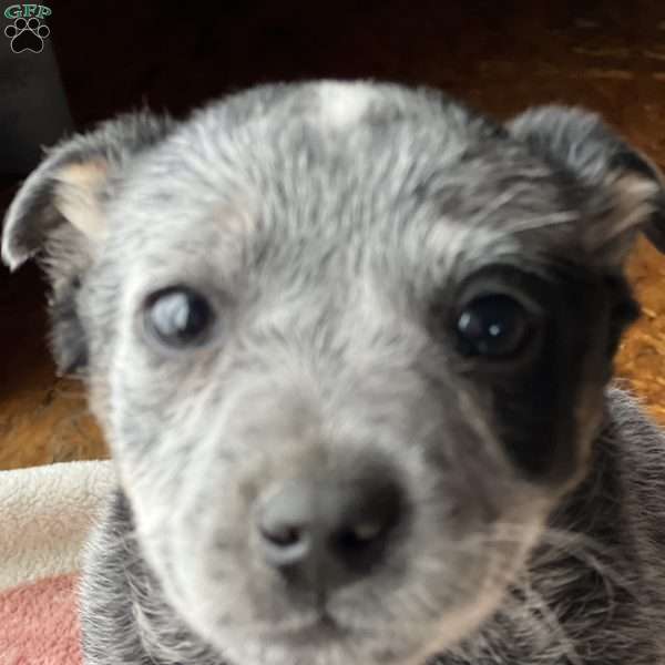 Jules, Blue Heeler – Australian Cattle Dog Puppy
