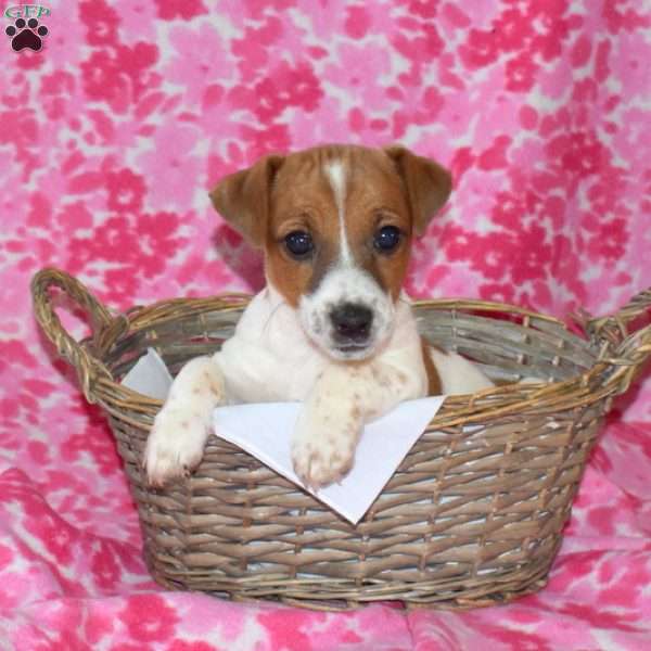 Bailey, Jack Russell Terrier Puppy