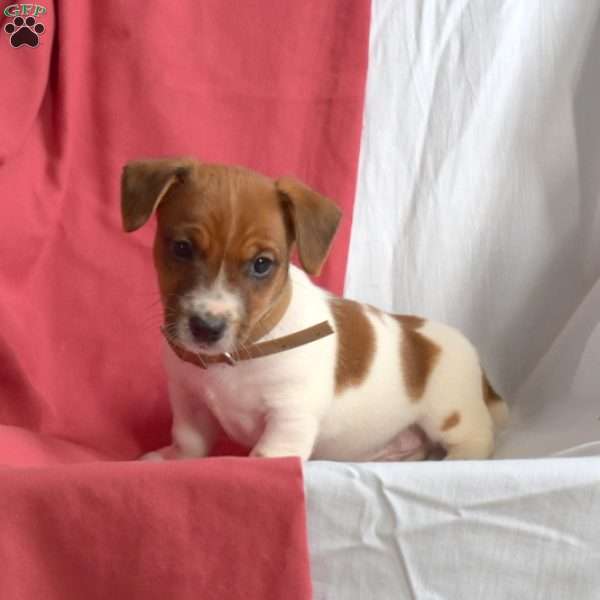 Barney, Jack Russell Terrier Puppy