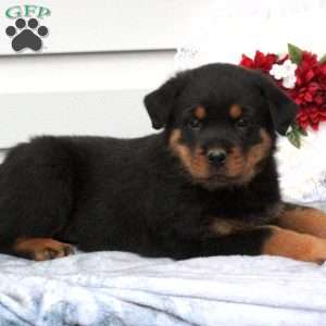 a Rottweiler puppy named Baz