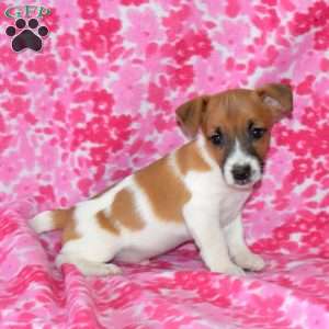 Beans, Jack Russell Terrier Puppy