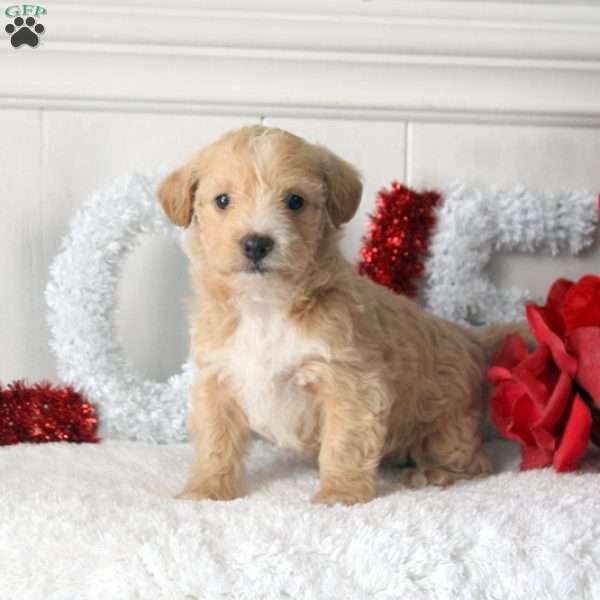 Beauty, Miniature Poodle Mix Puppy