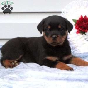 a Rottweiler puppy named Beaux