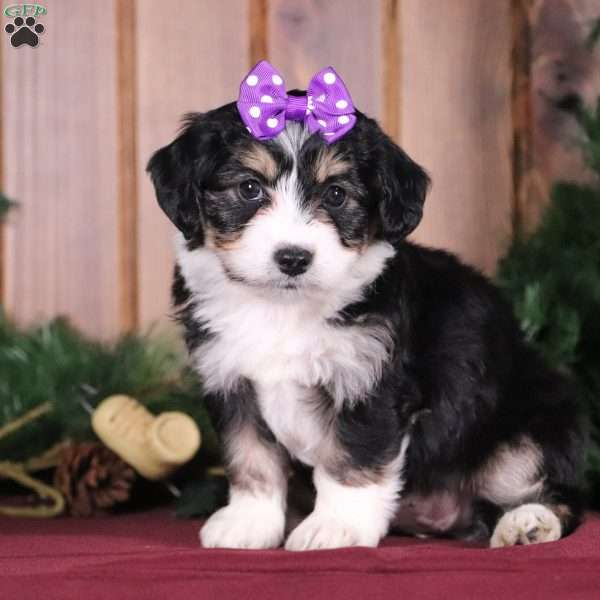 Bella, Miniature Aussiedoodle Puppy