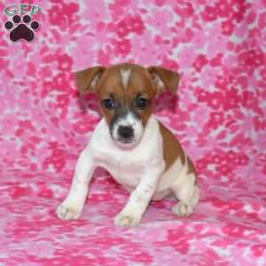 Belle, Jack Russell Terrier Puppy
