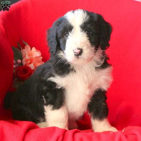 Benji, Miniature Aussiedoodle Puppy