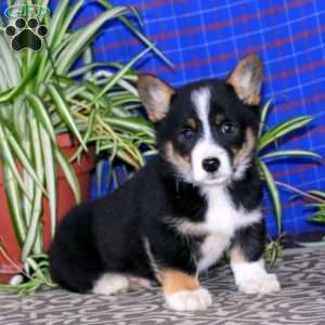 Welsh Corgi Mix Puppies For Sale | Greenfield Puppies