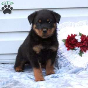 a Rottweiler puppy named Benny