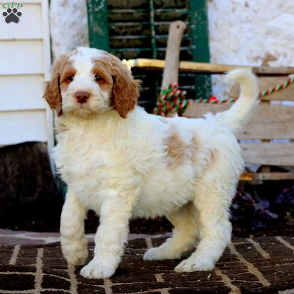 Bentley, Labradoodle Puppy