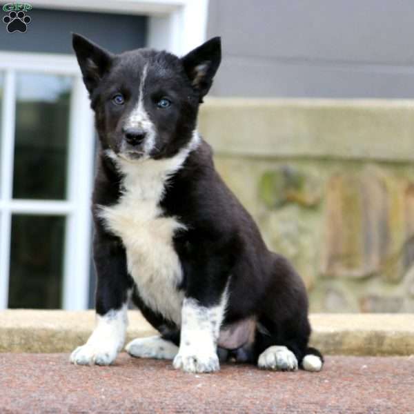Bethany, Border Collie Mix Puppy