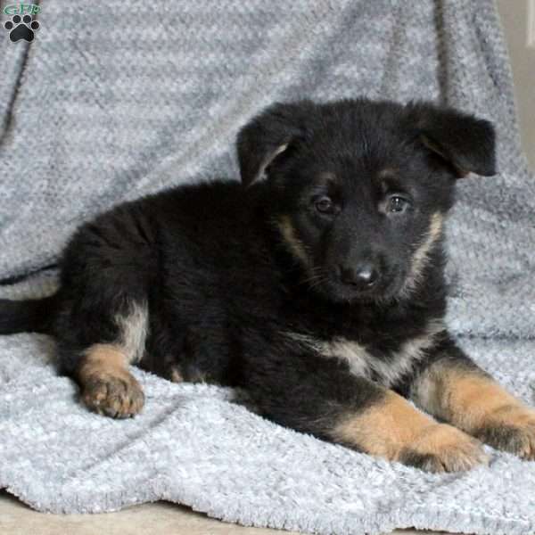 Betty, German Shepherd Puppy