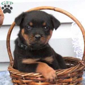 a Rottweiler puppy named Betty