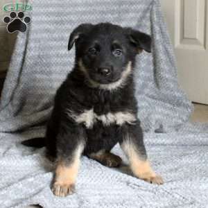 Betty, German Shepherd Puppy