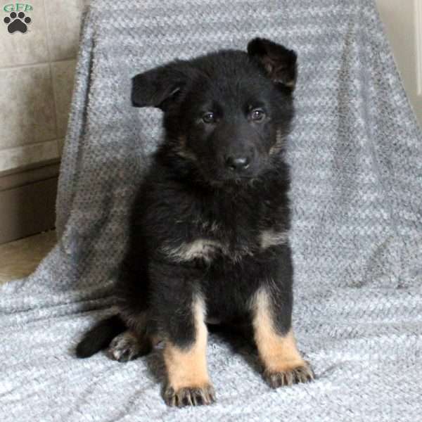 Beverly, German Shepherd Puppy