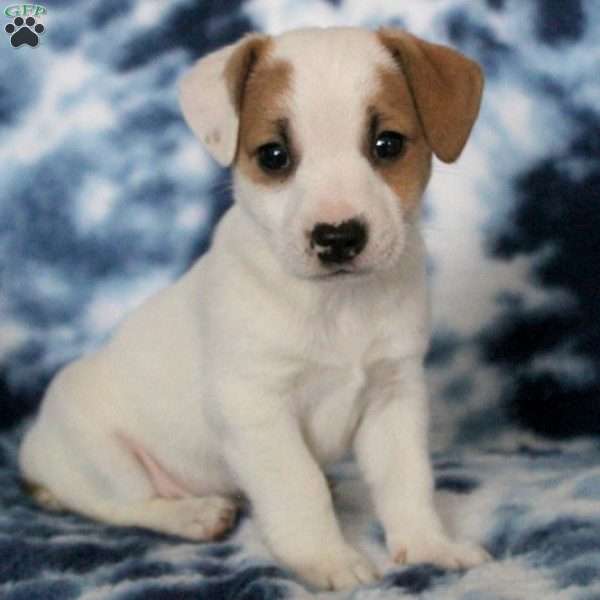 Bigsby, Jack Russell Terrier Puppy
