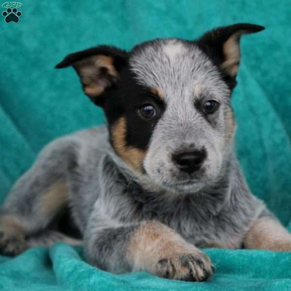 Bigsby, Blue Heeler – Australian Cattle Dog Puppy