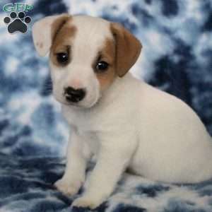 Bigsby, Jack Russell Terrier Puppy