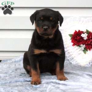 a Rottweiler puppy named Blaire