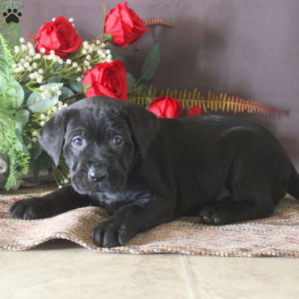 Blessed, Black Labrador Retriever Puppy