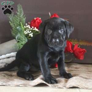 Blessed, Black Labrador Retriever Puppy