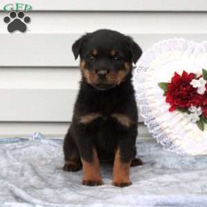 a Rottweiler puppy named Bloom