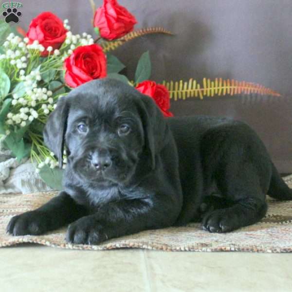 Bloomer, Black Labrador Retriever Puppy