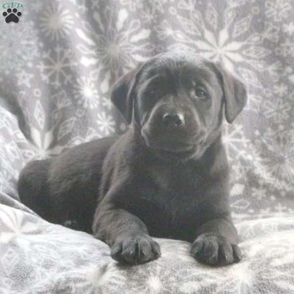Bosco, Black Labrador Retriever Puppy
